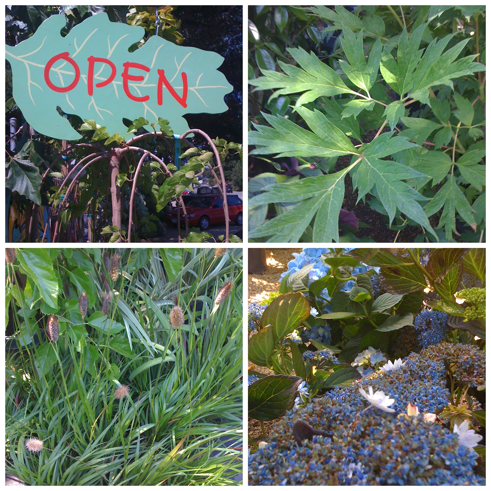 garden center2