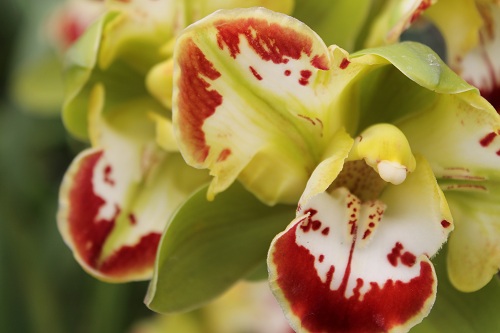 Orchidgreen