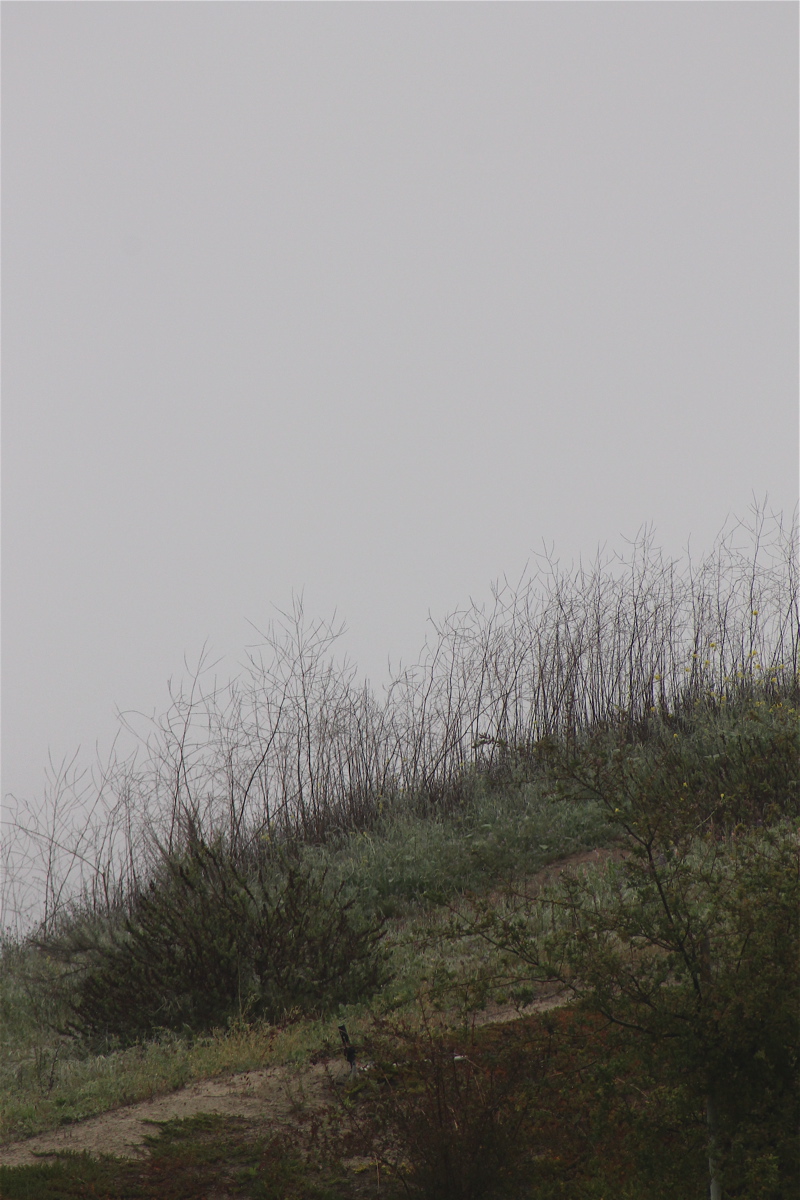 fog 2