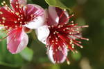 pineapple guava