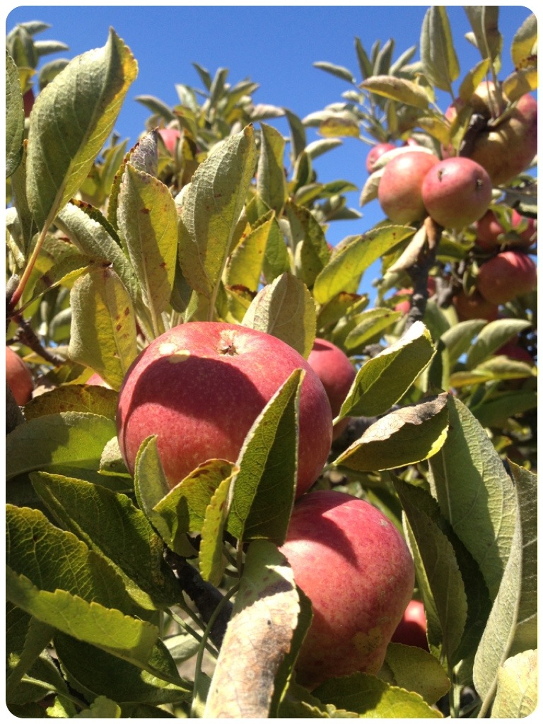 apples