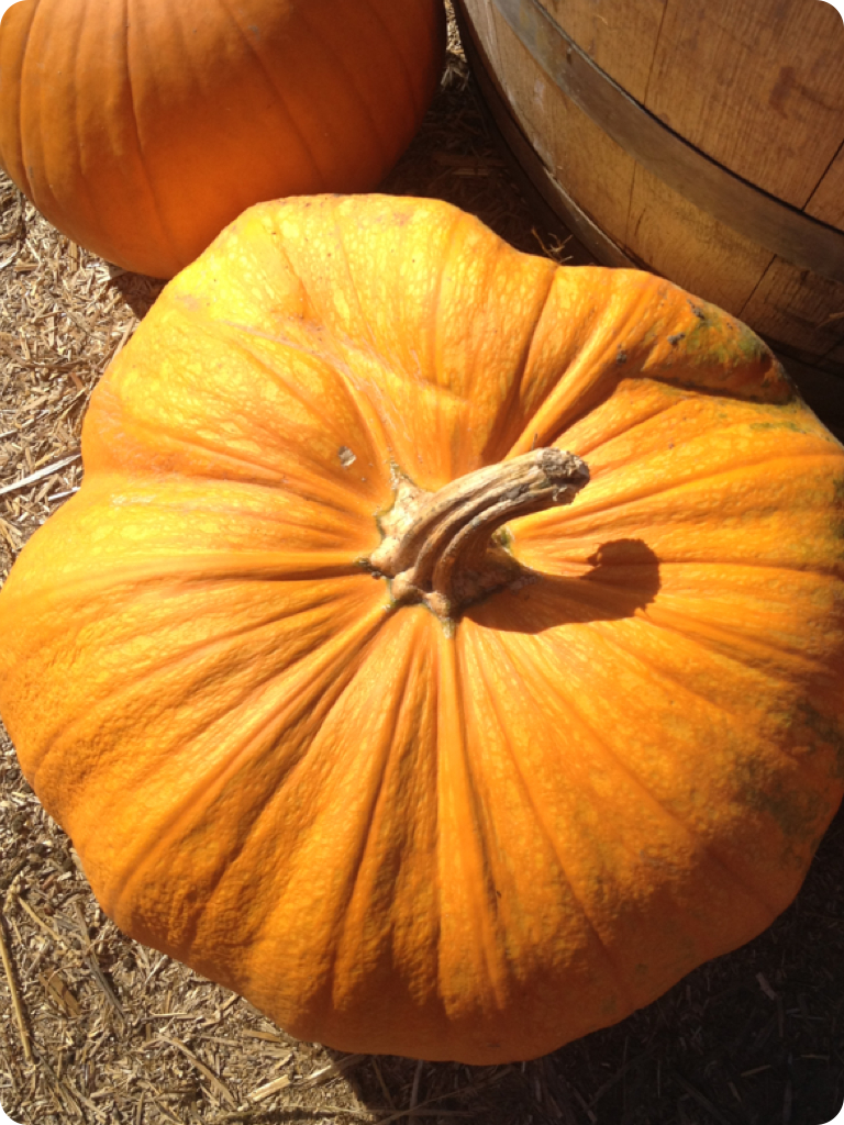 pumpkin and barrel